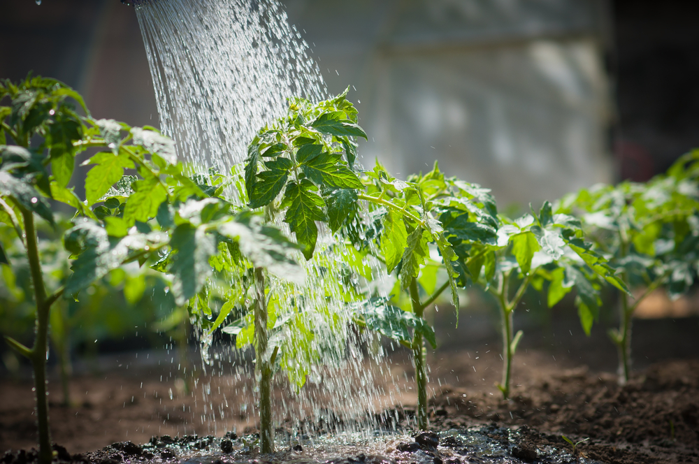 The Overwatering Issue That Weakens Root Systems