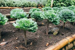 5 Easy Crops for First-Time Gardeners