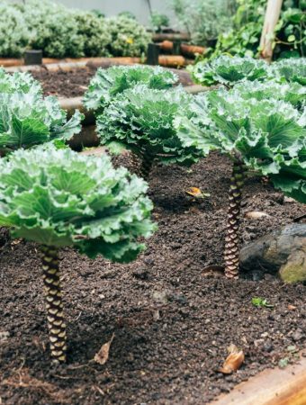 5 Easy Crops for First-Time Gardeners
