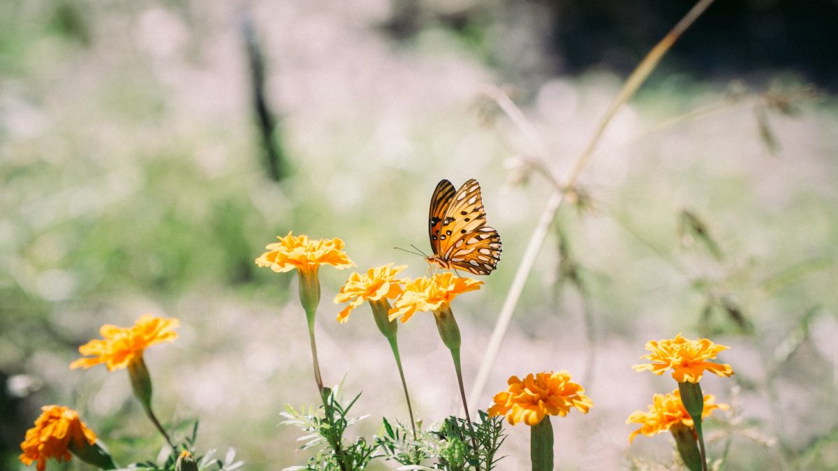 10 Low-Maintenance Picks That Perform Well in Late Spring
