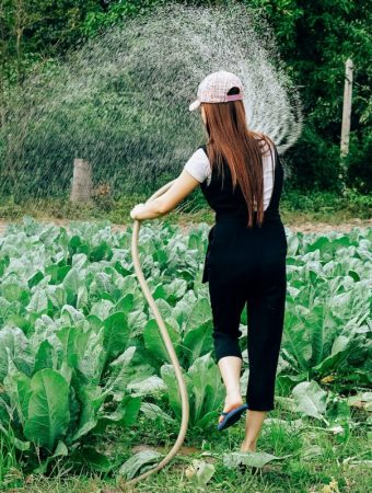 The Watering Myth: Why More Moisture Can Hurt Root Development