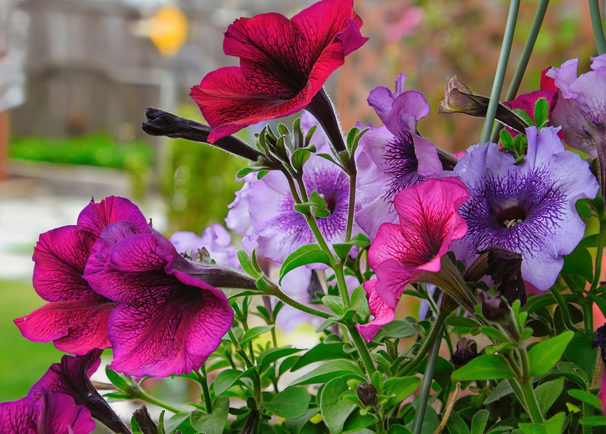 5 Fast-Blooming Options That Add Immediate Color