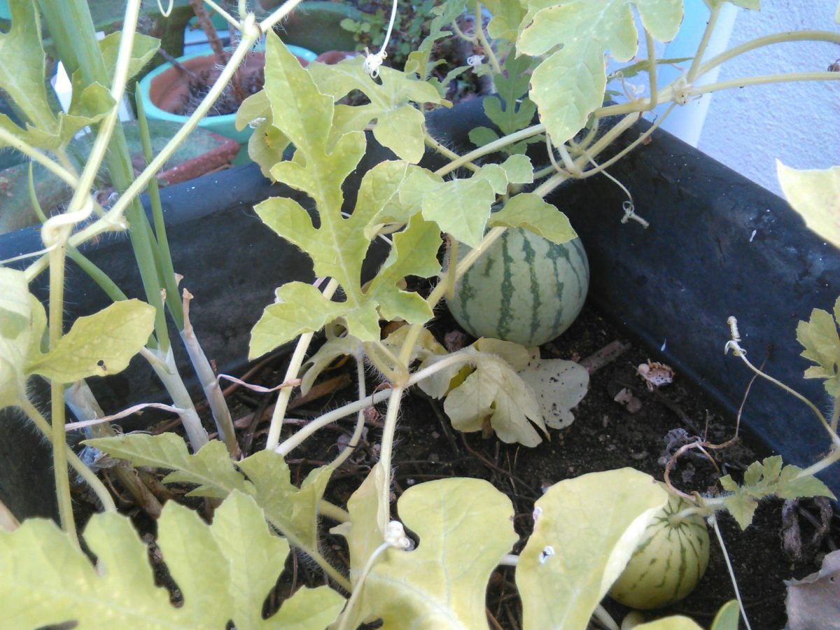 7 Fruit Varieties You Can Still Establish Before Peak Heat