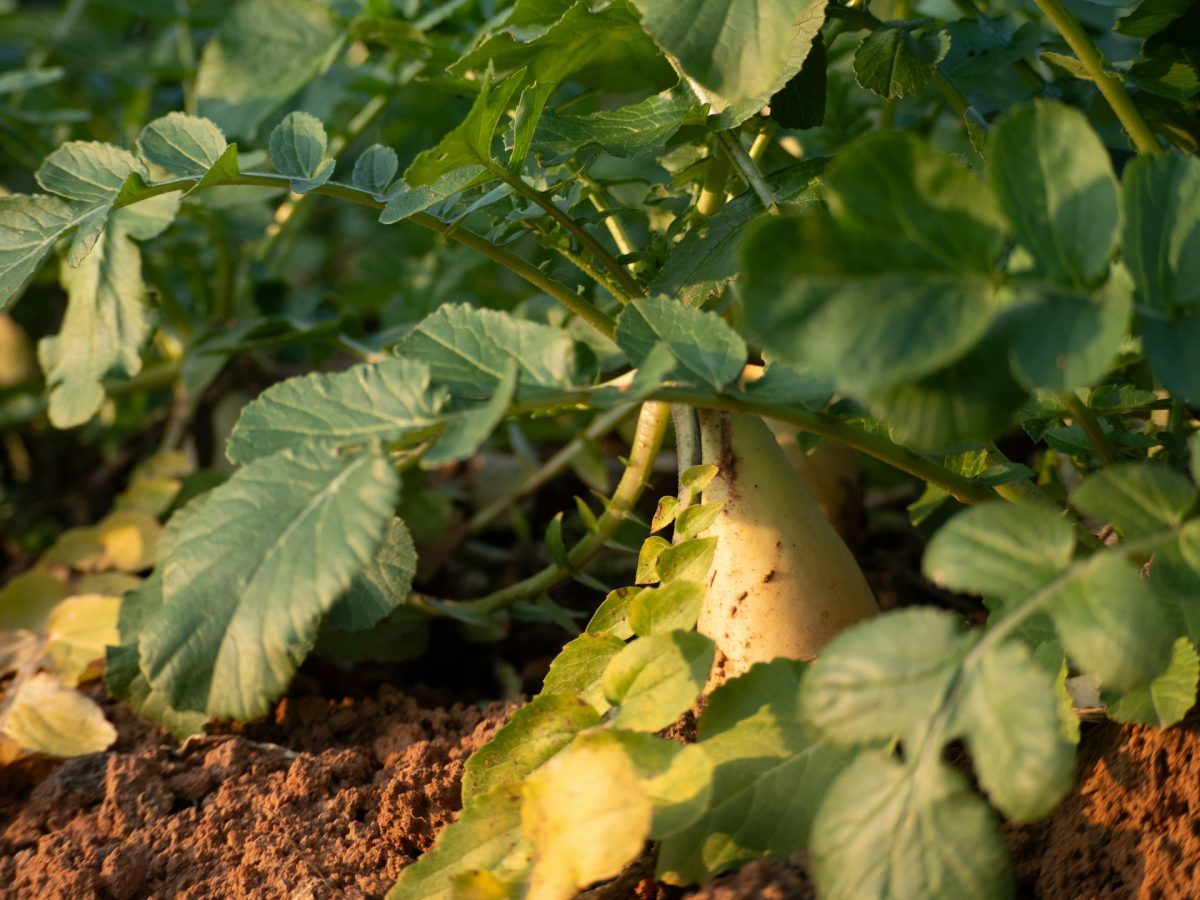 Why Healthy Leaves Don’t Always Mean Strong Root Systems