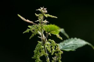 Stop Pulling These ‘Weeds’—Comfrey and Nettles Can Fertilize Your Garden