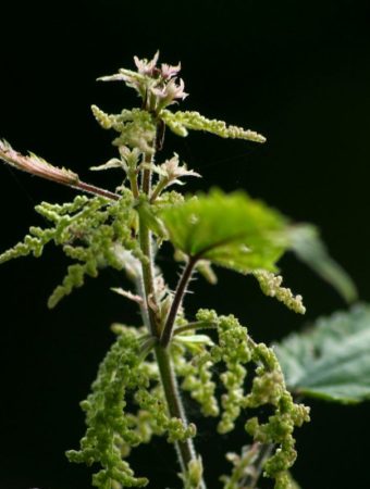 Stop Pulling These ‘Weeds’—Comfrey and Nettles Can Fertilize Your Garden