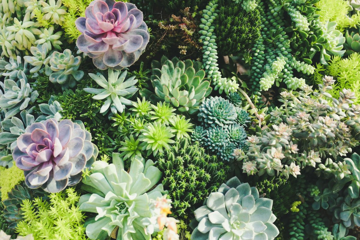 8 Drought-Resistant Picks That Reduce Water Needs