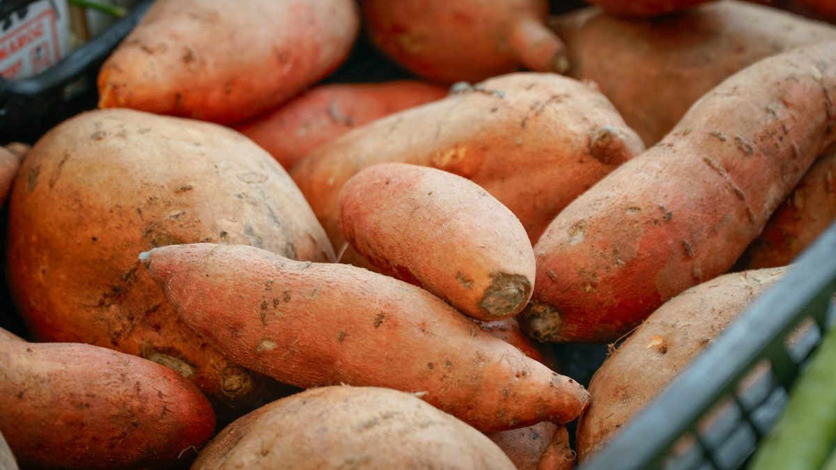 It’s Not Too Late! Start Sweet Potatoes and Pumpkins Now With Money-Saving Tips