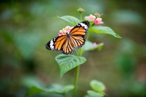 Stop Buying These Plants if You Want More Pollinators