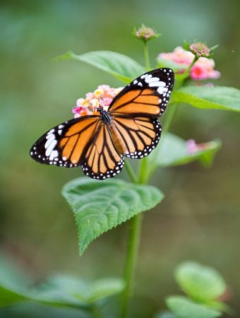 Stop Buying These Plants if You Want More Pollinators
