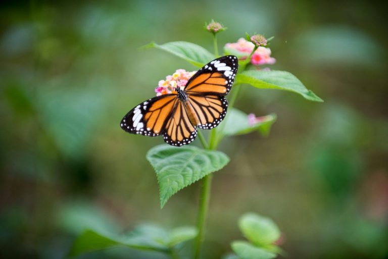 Stop Buying These Plants if You Want More Pollinators