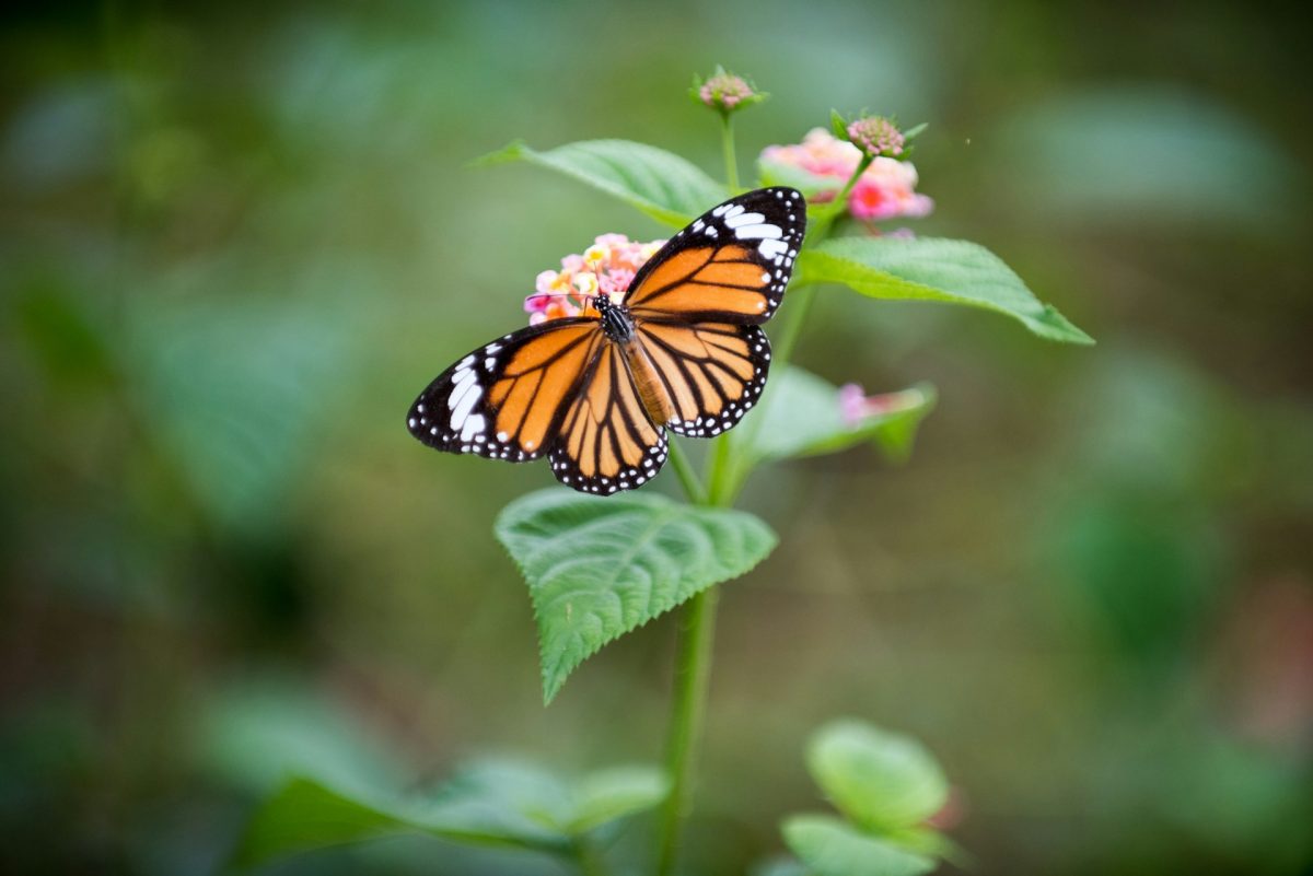 Stop Buying These Plants if You Want More Pollinators