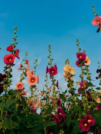 8 Flowers That Thrive During Triple-Digit Heat Waves