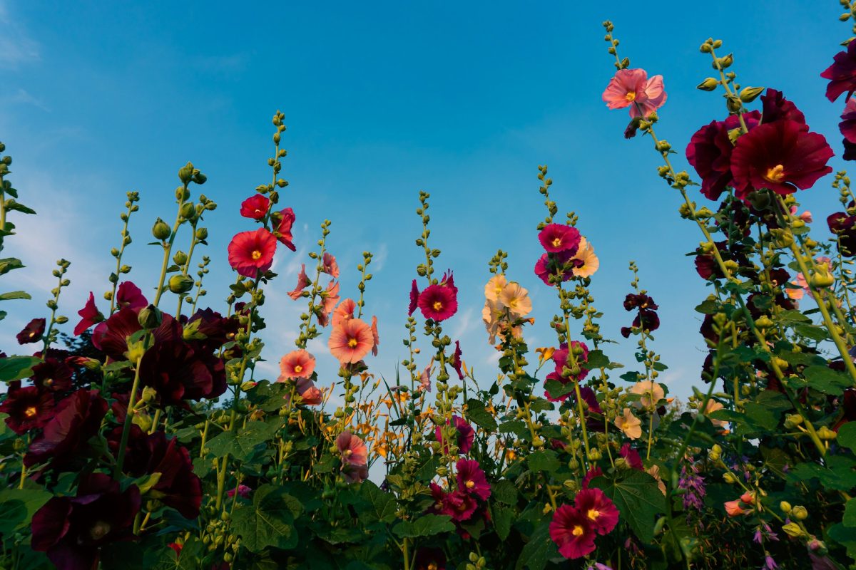 8 Flowers That Thrive During Triple-Digit Heat Waves