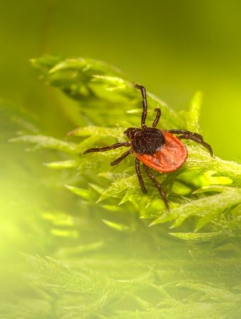 8 Plants That Can Help Keep Ticks Away From Your Yard