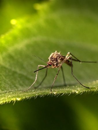 9 Plants That Can Help Lower Backyard Mosquito Populations Naturally