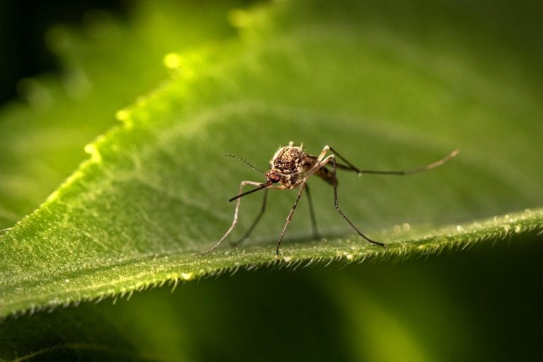 9 Plants That Can Help Lower Backyard Mosquito Populations Naturally