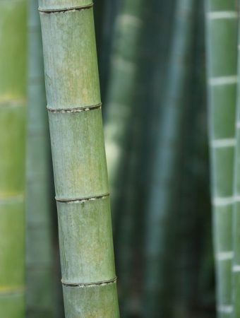 7 Plants That Could Be Damaging Your Home’s Foundation