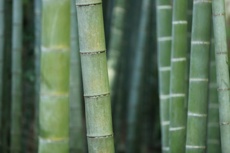7 Plants That Could Be Damaging Your Home’s Foundation