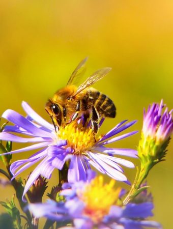 8 Native Plants That Feed Pollinators and Save You Money