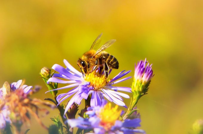 8 Native Plants That Feed Pollinators and Save You Money