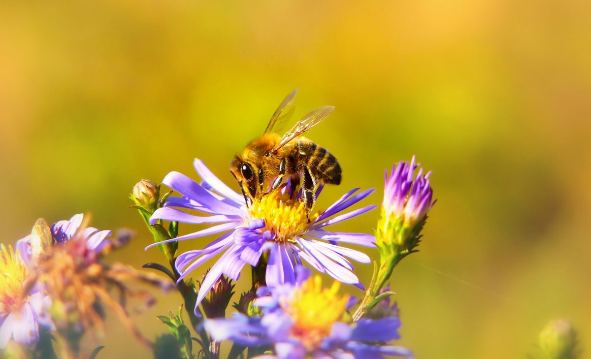 8 Native Plants That Feed Pollinators and Save You Money