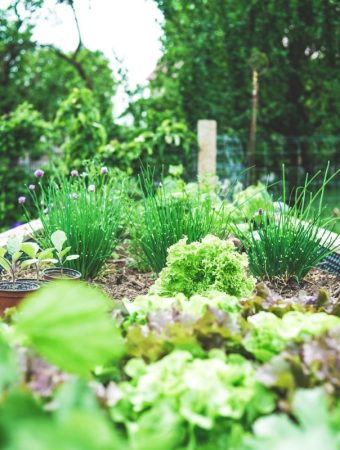 The New Backyard Trend That’s Helping Families Save Money on Groceries