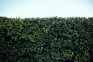 7 Backyard Upgrades That Can Make Your Home Feel More Private