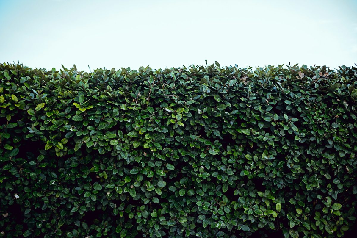7 Backyard Upgrades That Can Make Your Home Feel More Private