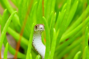 7 Backyard Plants Snakes Love to Hide Around