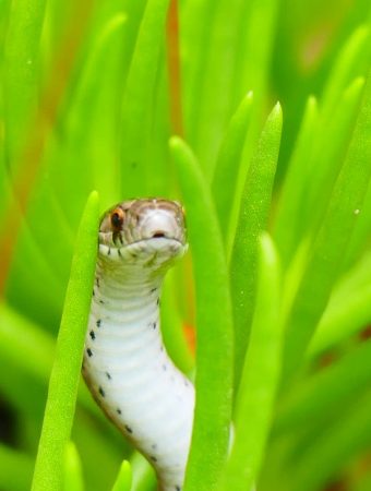7 Backyard Plants Snakes Love to Hide Around
