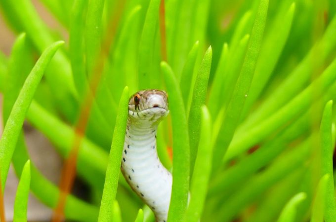 7 Backyard Plants Snakes Love to Hide Around