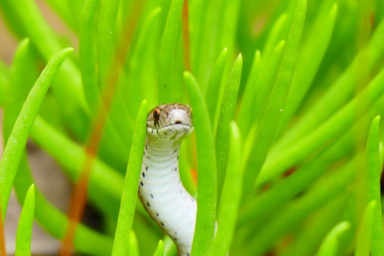 7 Backyard Plants Snakes Love to Hide Around