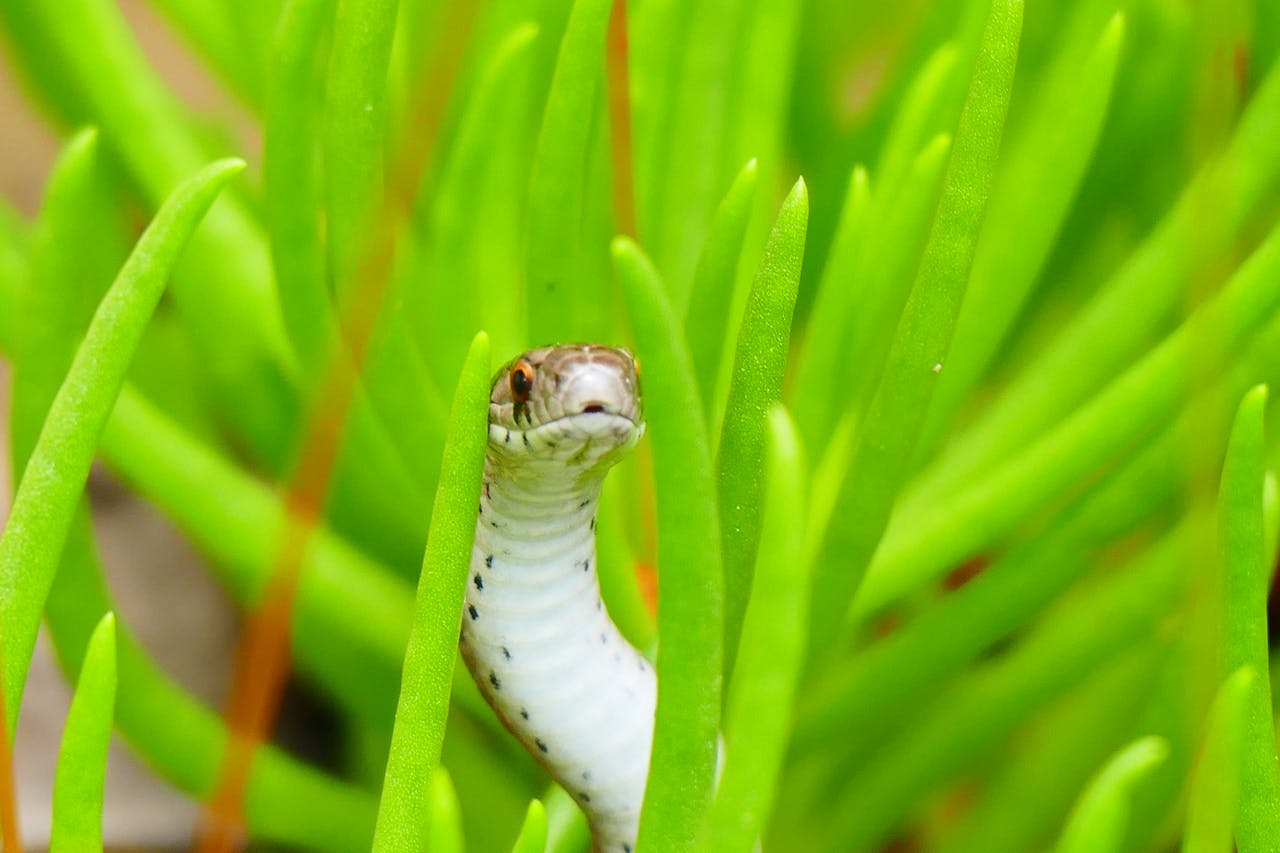 7 Backyard Plants Snakes Love to Hide Around