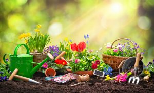 7 Vegetables You Should Start Planting Before July Hits