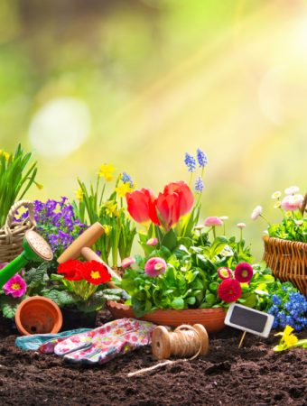 7 Vegetables You Should Start Planting Before July Hits