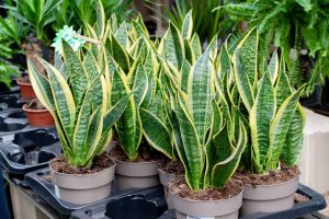 10 Plants That Survive Even If You Forget to Water Them