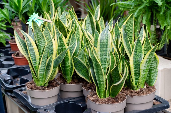 10 Plants That Survive Even If You Forget to Water Them