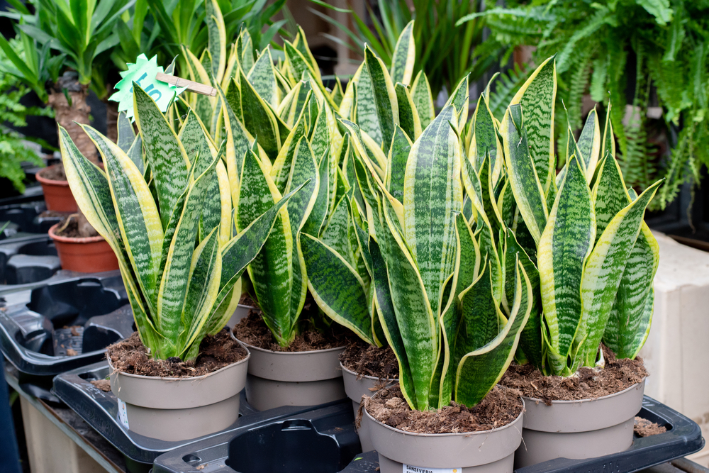10 Plants That Survive Even If You Forget to Water Them