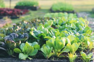 9 Gardening Myths That Waste Time and Money
