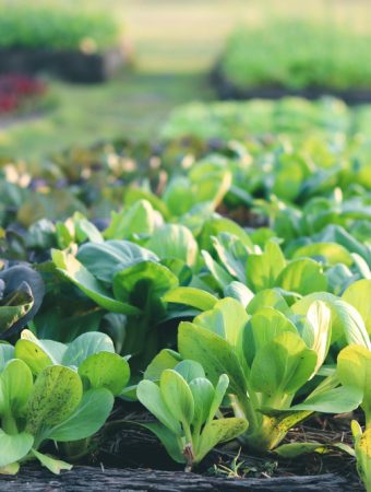 9 Gardening Myths That Waste Time and Money