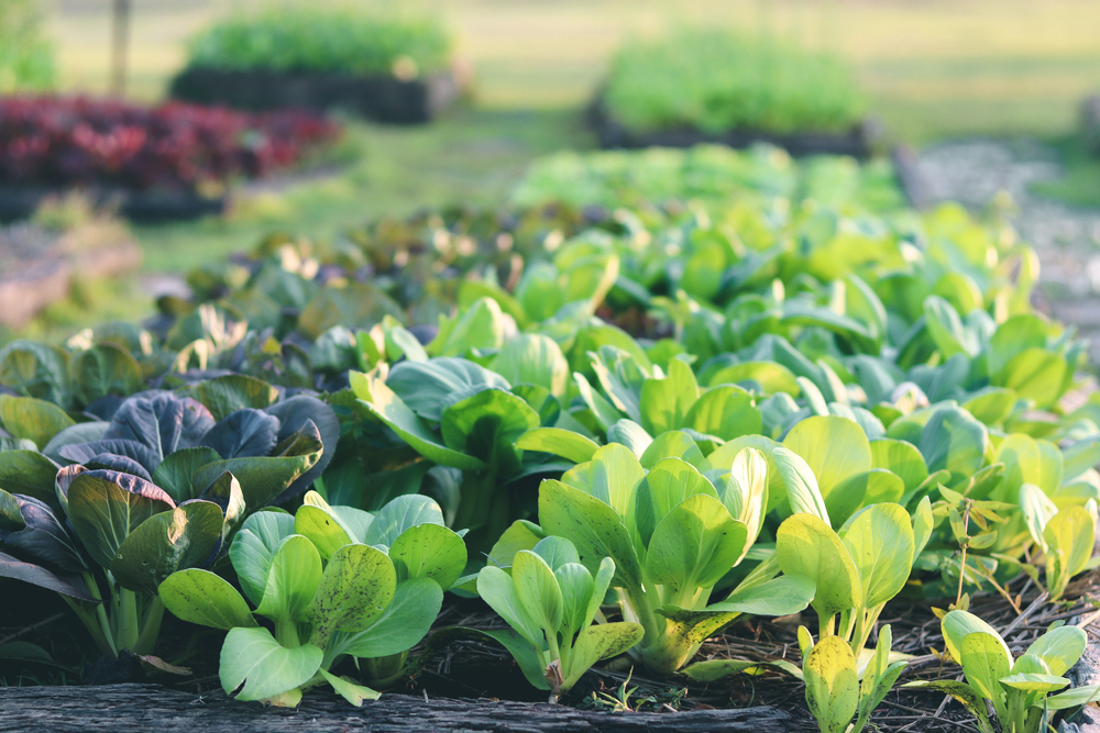 9 Gardening Myths That Waste Time and Money