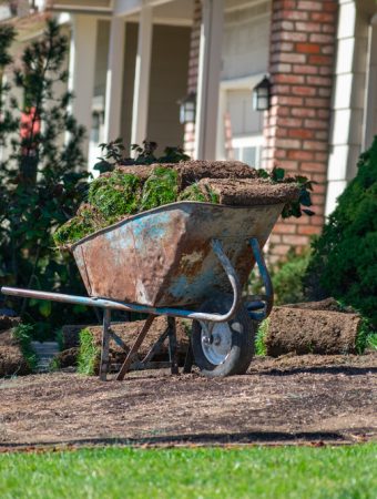 Why So Many Gardeners Are Ditching Traditional Lawns in 2026