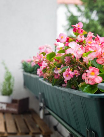 The Container Gardening Trend That’s Exploding on TikTok