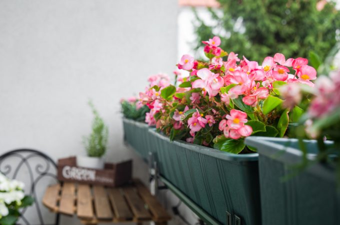 The Container Gardening Trend That’s Exploding on TikTok