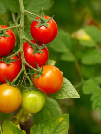 7 Things That Secretly Stress Tomato Plants