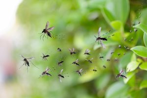The Backyard Mistake That Can Make Mosquito Problems Worse