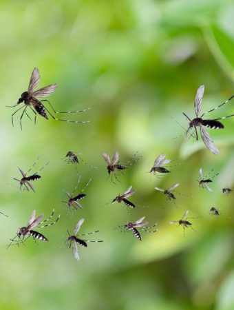 The Backyard Mistake That Can Make Mosquito Problems Worse