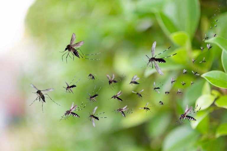 The Backyard Mistake That Can Make Mosquito Problems Worse