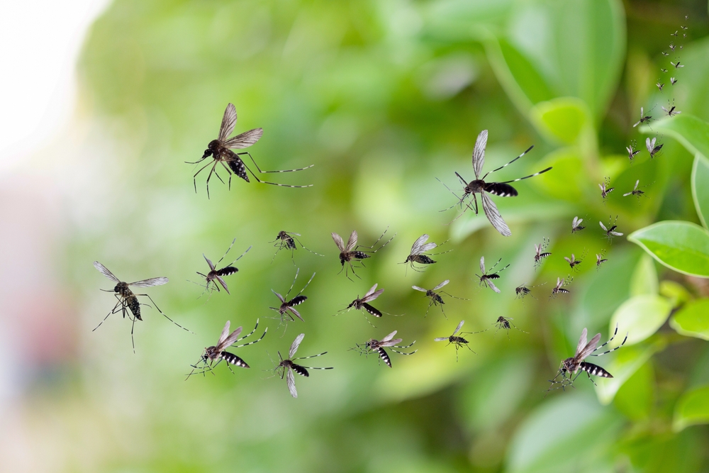 The Backyard Mistake That Can Make Mosquito Problems Worse